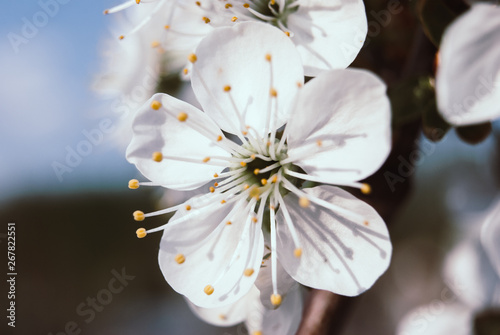 Beautiful cherry flowers. Sakura