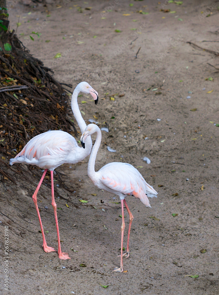 Portrait of a beautiful pair of young pink flamingos Portrait of a beautiful pair of young pink flamingos