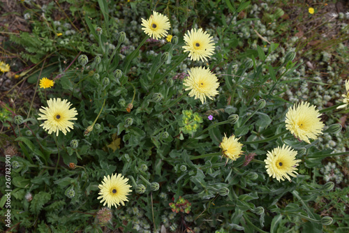 Salsifis sauvages en Corse au printemps