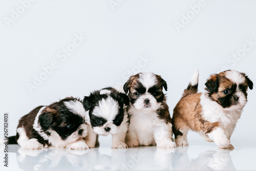 Fototapeta Naklejka Na Ścianę i Meble -  Cuccioli di Shih-tzu