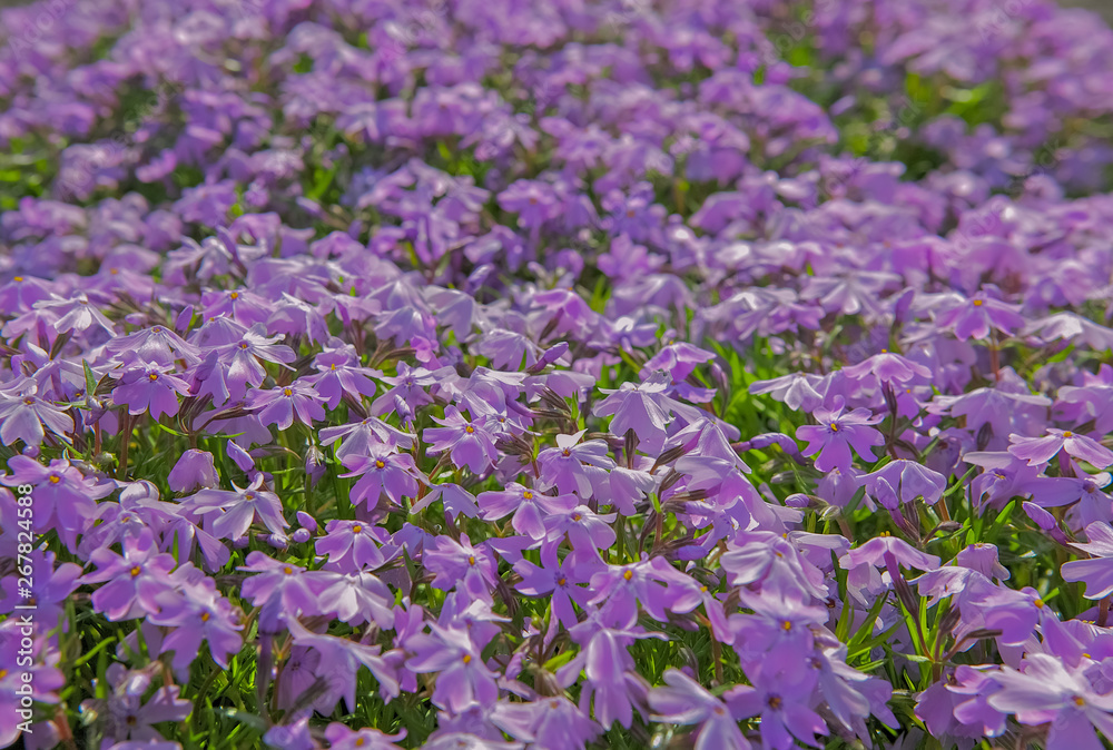 purple flowers in the meadow, purple petals and green, spring in the meadow, the flowers bloomed, the whole edge of the flowers