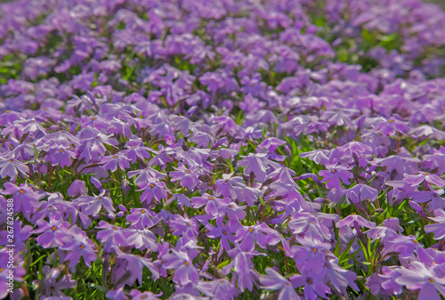 purple flowers in the meadow  purple petals and green  spring in the meadow  the flowers bloomed  the whole edge of the flowers