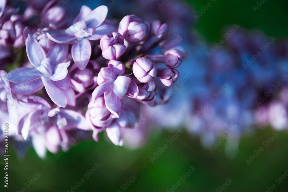 Branch of blossoming lilac Branch of blossoming lilac