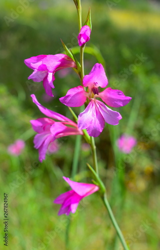 Gladiolus Communis Flowers