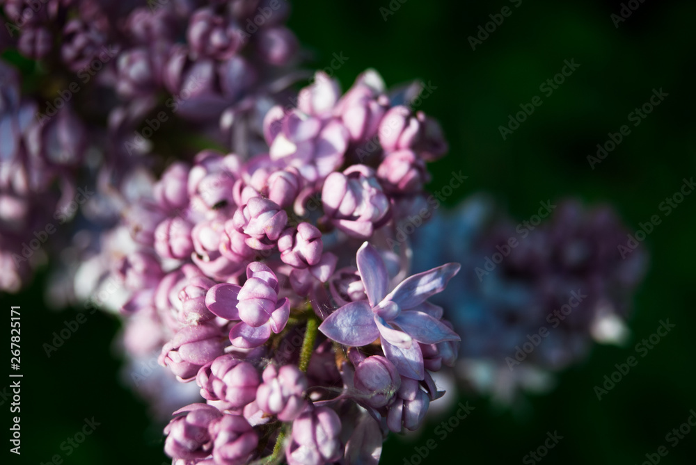 Branch of blossoming lilac Branch of blossoming lilac