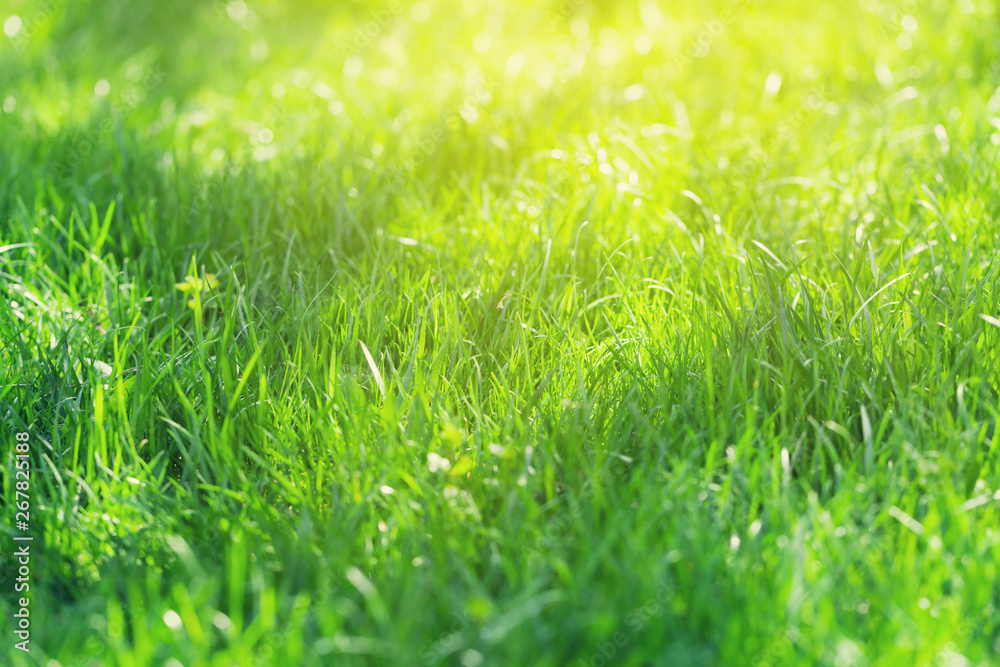 Fototapeta premium Green grass background