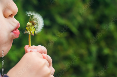 a small child blows away a fluffy dandelion. Dandelion close-up