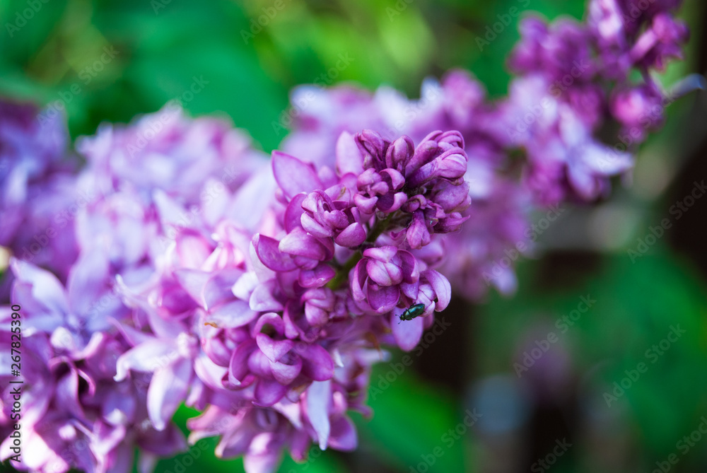 Branch of blossoming lilac