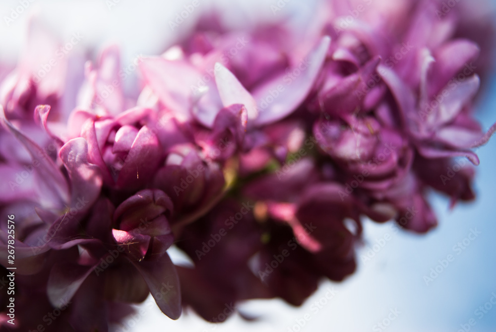 Branch of blossoming lilac