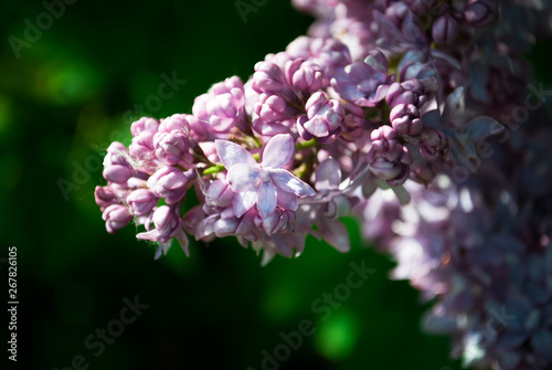 Branch of blossoming lilac