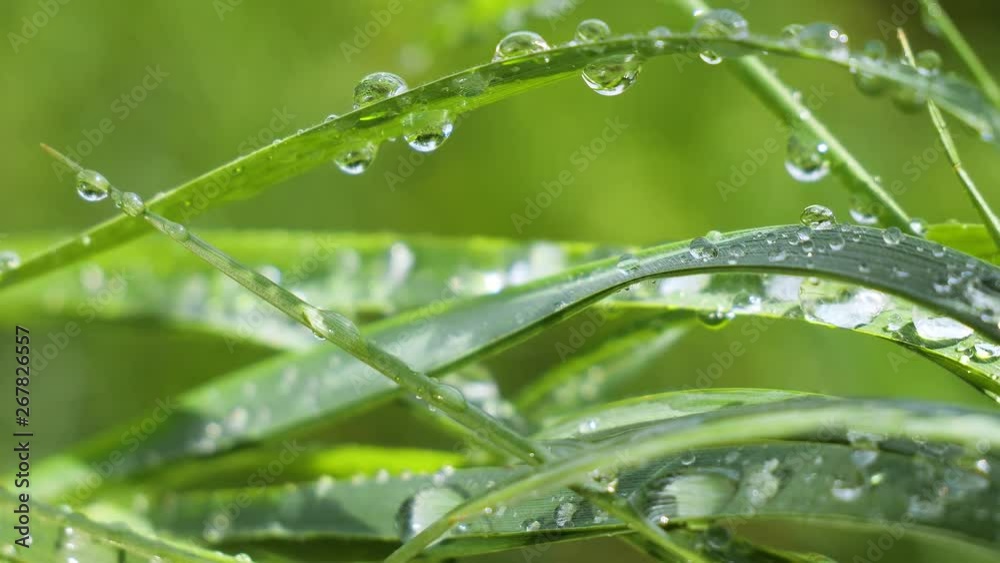 Green grass in nature with raindrops Green grass in nature with raindrops