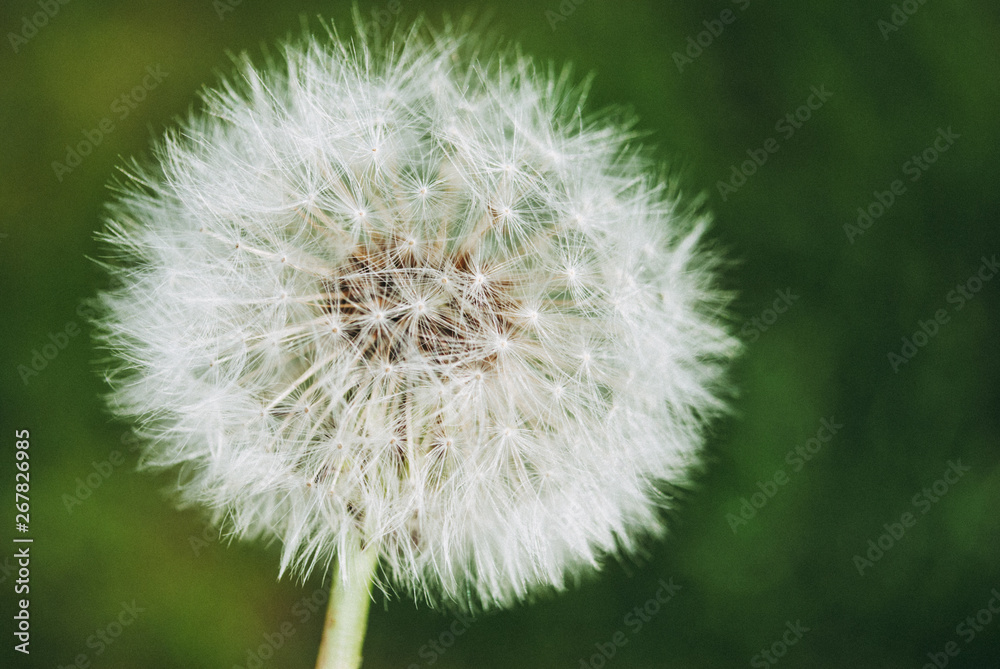 Fototapeta premium Dandelion blooms in spring.