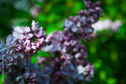 Branch of blossoming lilac