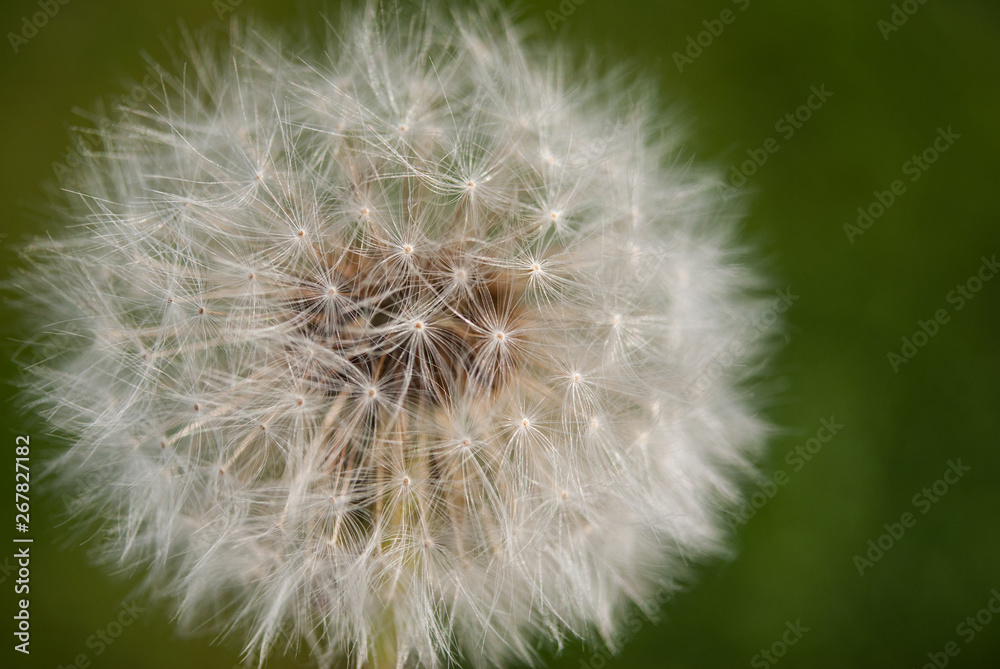 Obraz premium Dandelion blooms in spring.