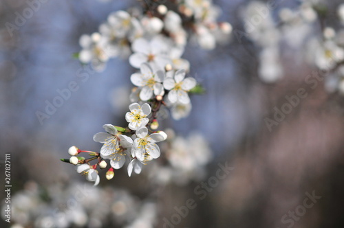Close-up of white apple blossom flowers. Malus domestica