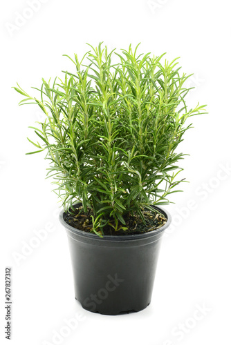 Rosemary herb flowerpot on white isolated background