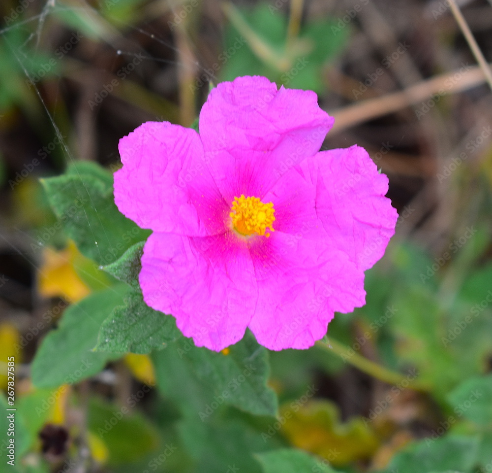 Obraz premium Cistus Albidus Flower