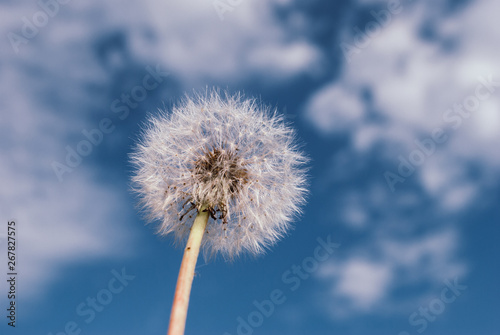 Dandelion blooms in spring.