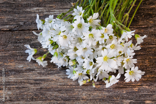 Bouquet of white wild flowers of stellaria holostea on a wooden background