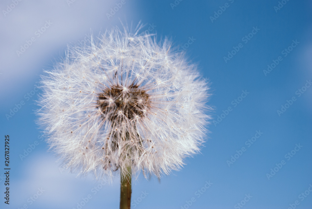 Dandelion blooms in spring.