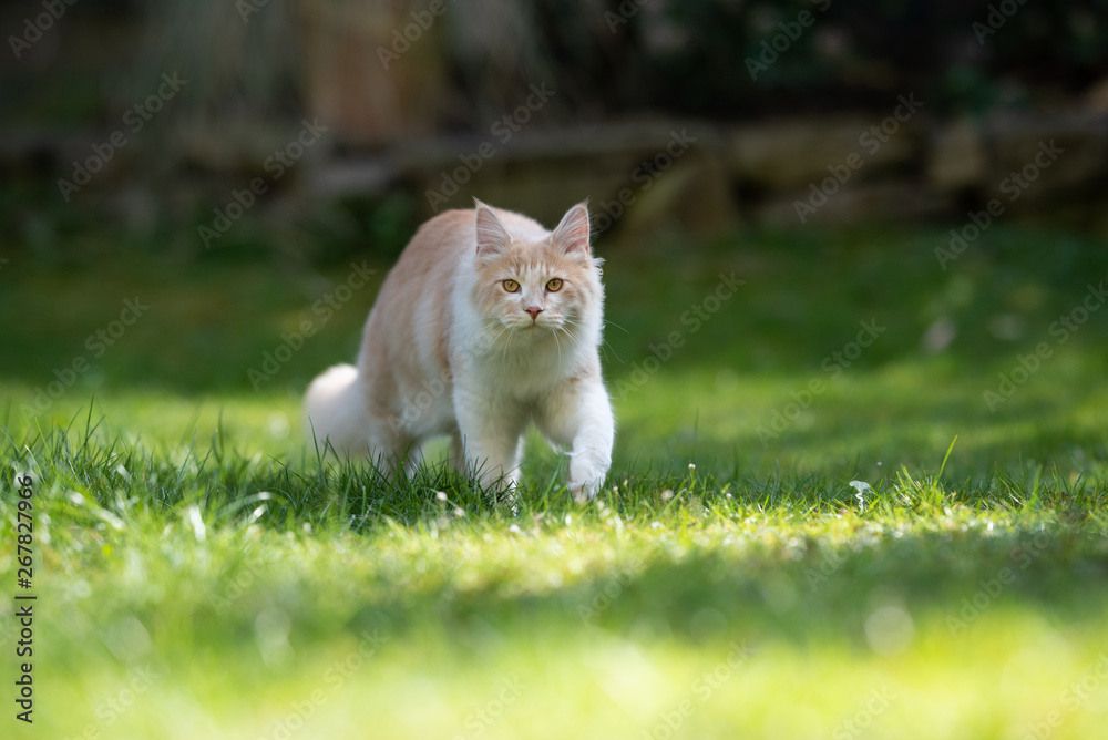 fawn cream colored maine coon cat walking towards camera looking at camera in a sunny day outdoors in the garden