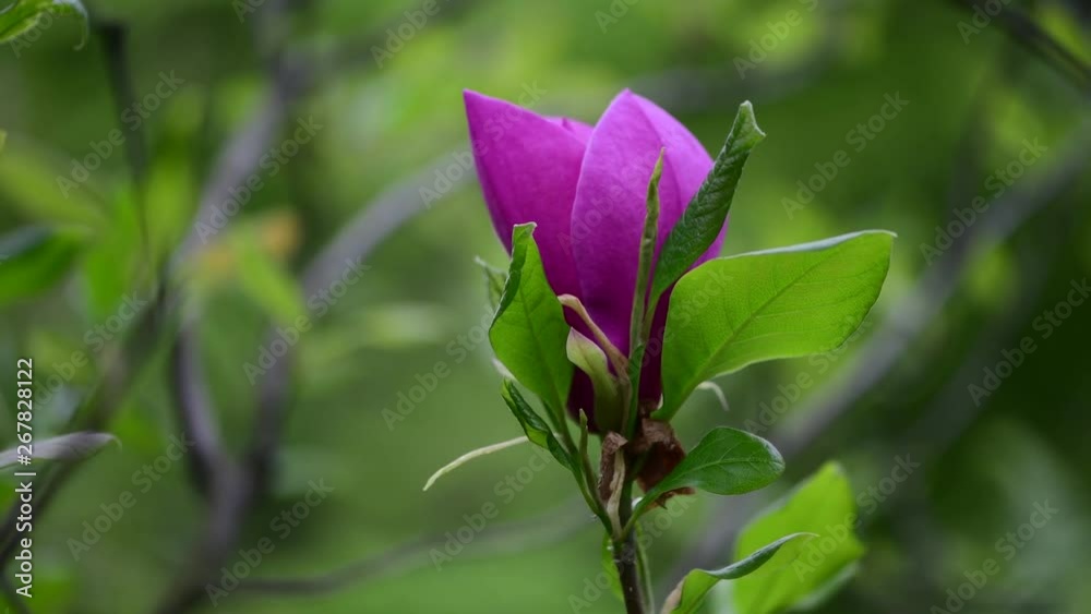 Nice spring flower magnolia tree branch nature macro 4k video close up Nice spring flower magnolia tree branch nature macro 4k video close up