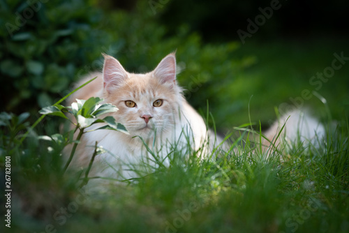 fawn cream colored maine coon cat relaxing in the back yard between high grass and bushes observing the garden