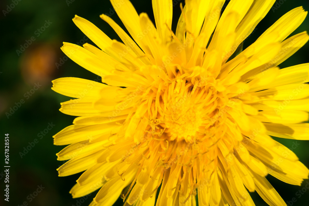 Dandelion on a sunny day. Dandelion on a sunny day.