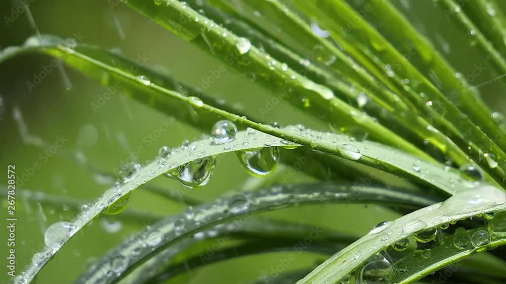 Green grass in nature with raindrops Green grass in nature with raindrops