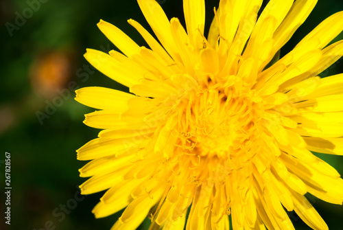 Dandelion on a sunny day.