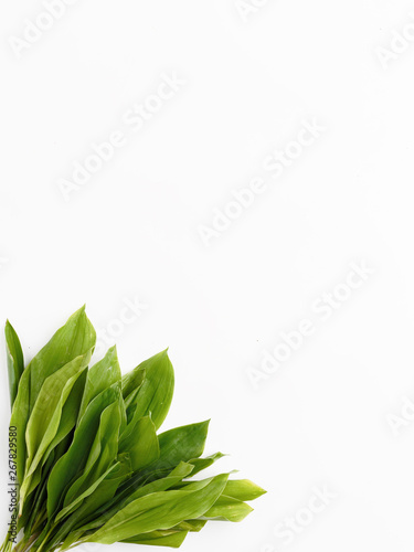 Green plants on a white background