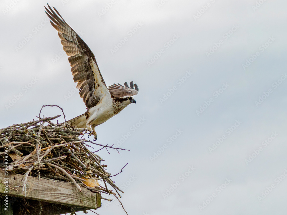 Osprey Takeoff Osprey Takeoff