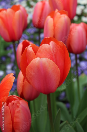 Red tulips in the garden © Karine