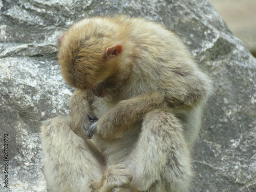 Macaque en train de s'épouiller © Karine