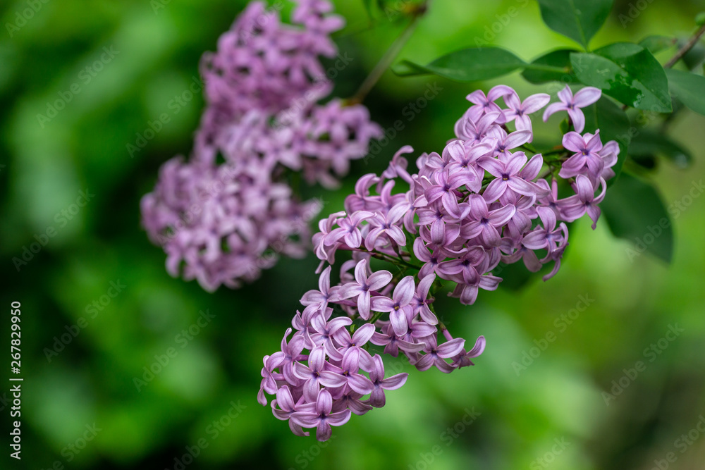 Spring bloom of pink-purple lilac Syringa microphylla bushes on green blurred background. Selective focus. Nature concept for design Spring bloom of pink-purple lilac Syringa microphylla bushes on green blurred background. Selective focus. Nature concept for design
