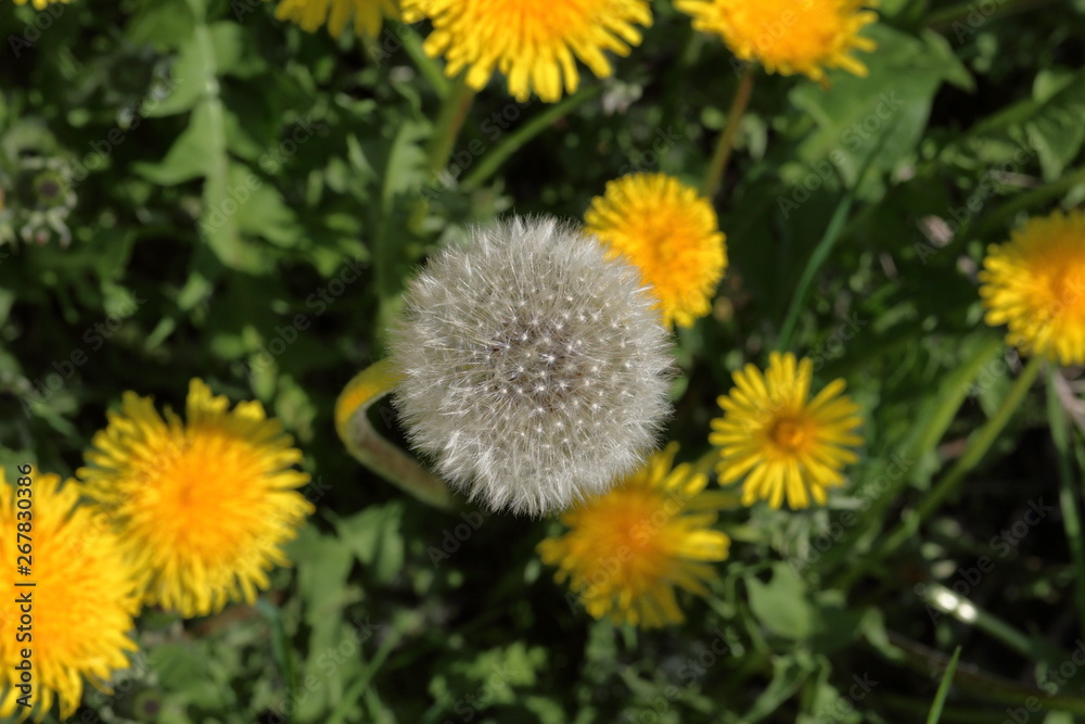 Spring meadow with bright green young grass and flowering dandelions. Yellow and faded dandelions are visible. Close-up. Spring meadow with bright green young grass and flowering dandelions. Yellow and faded dandelions are visible. Close-up.