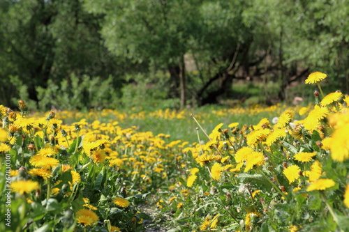 Spring meadow with bright green young grass and flowering dandelions. Visible path leading through the meadow. Shot from the ground.