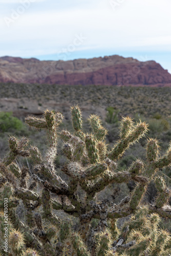 A cactus close-up with red rock in the background