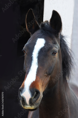 Fototapeta Naklejka Na Ścianę i Meble -  head of a beautiful young horse