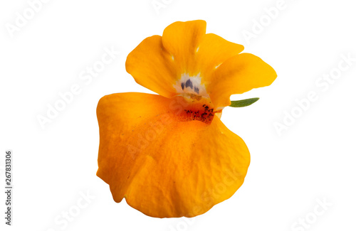 snapdragon flower isolated