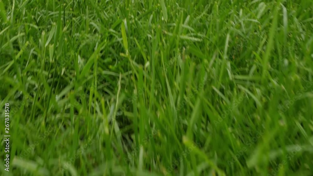 Posting over grass. Green grass. Grass in the garden Posting over grass. Green grass. Grass in the garden