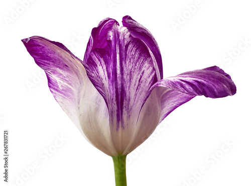 Fototapeta Naklejka Na Ścianę i Meble -  purple tulip flower isolated on a white background with clipping path. Close-up. Flower bud on a green stem.