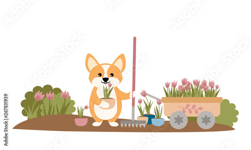Cute dog gardener welsh corgi collects tulips. Corgi is holding a rake and a pot with a tulip. Work in the garden. Vector illustration