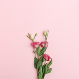 Delicate pink flowers on a pink background. Top view. Flat lay.