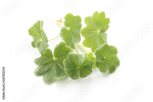 Common’s lady mantle (Alchemilla vulgaris) leaves