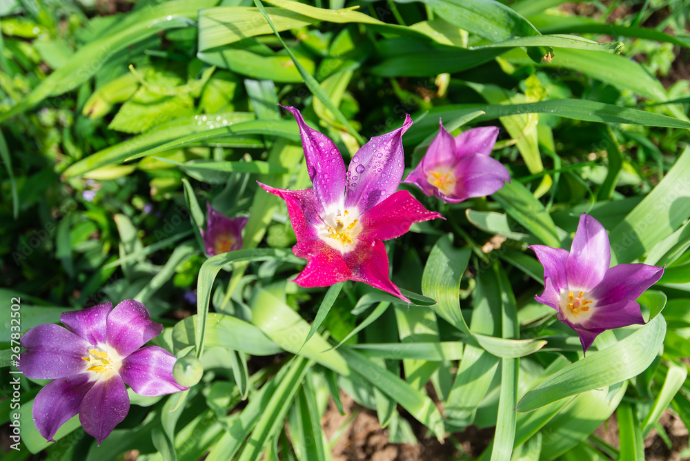 red-purple tulip in the garden