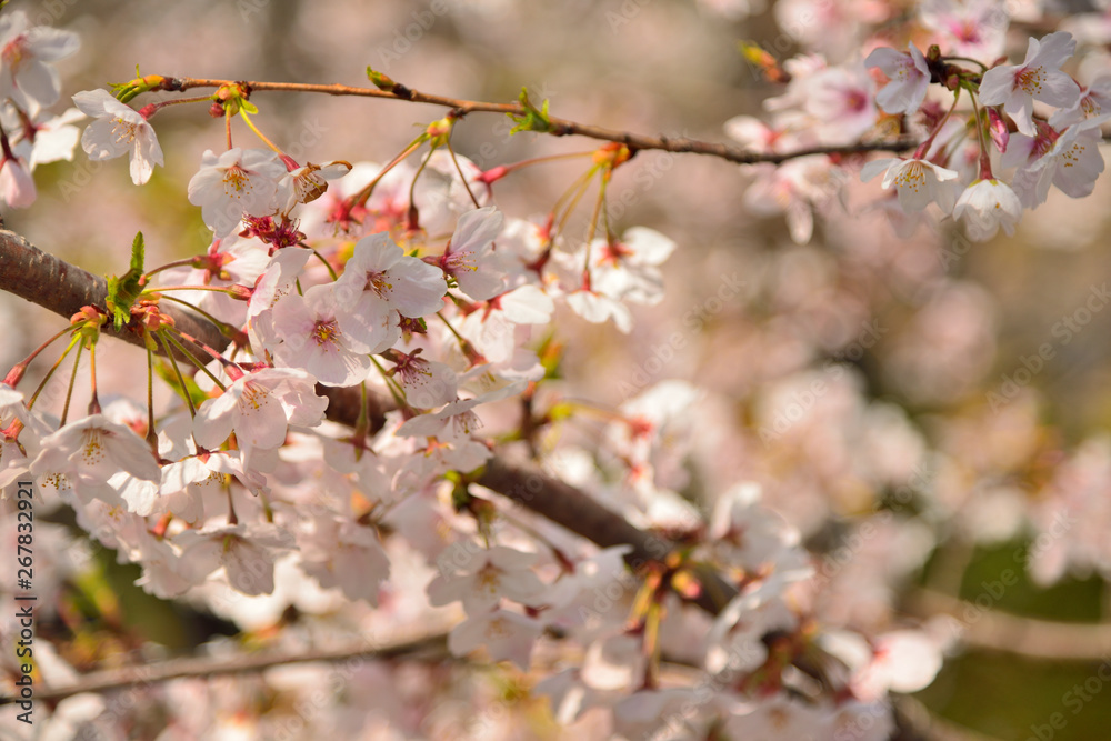 【神奈川】横須賀　走水水源地の桜