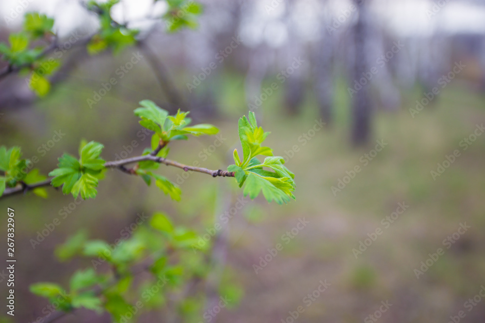 Green buds on branches in spring. Nature and blooming in spring time. Bokeh light background. Green buds on branches in spring. Nature and blooming in spring time. Bokeh light background.