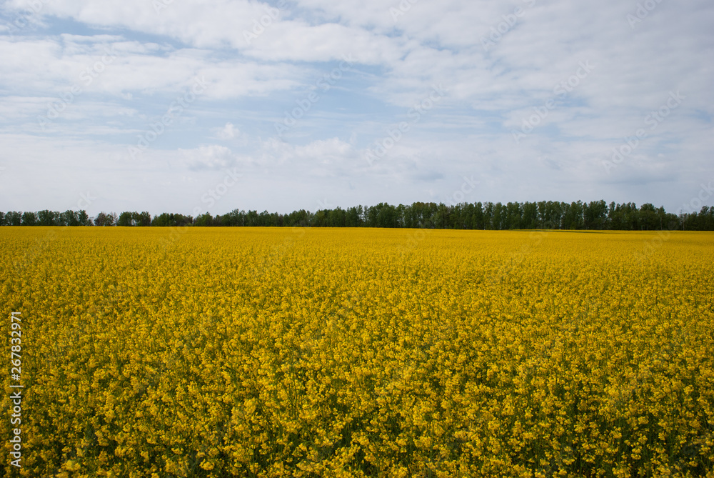Yellow field rapeseed in bloom Yellow field rapeseed in bloom