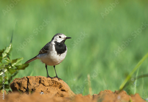 White wagtail (Motacilla alba) on a hillock in the field